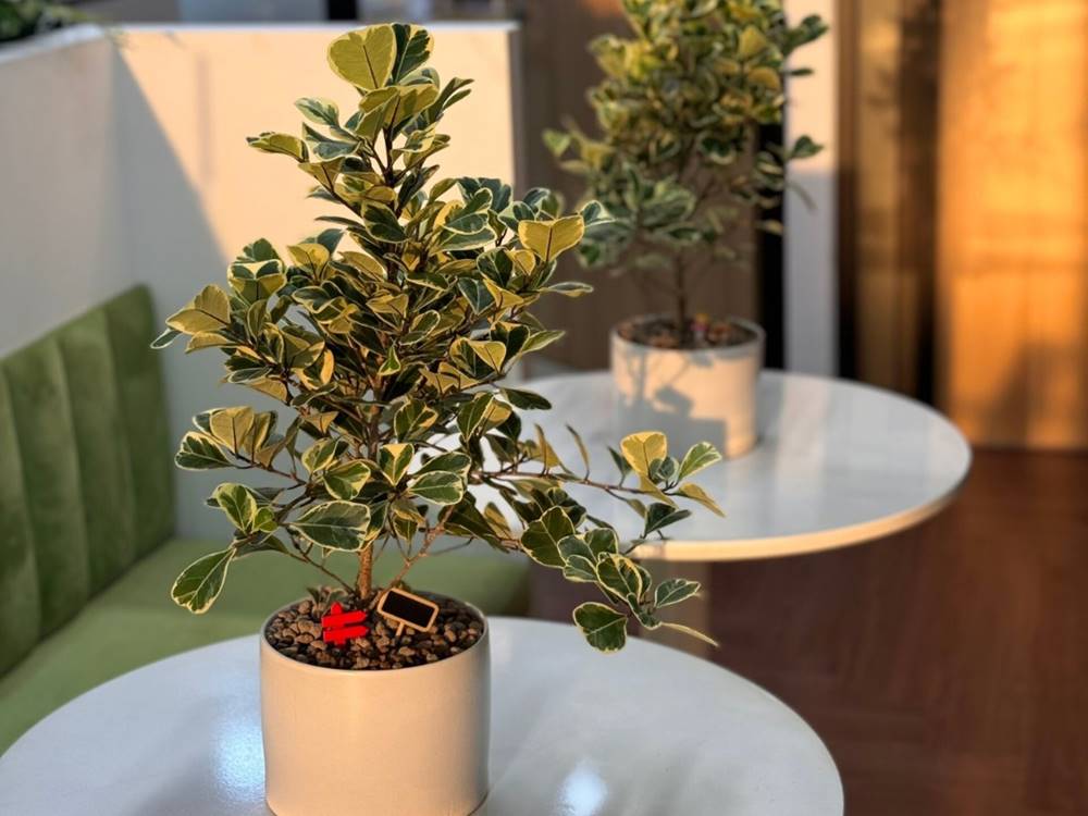 Văn phòng trọn gói VK Soho Office Hưng gia 2, Quận 7, TP HCM - vlook.vn